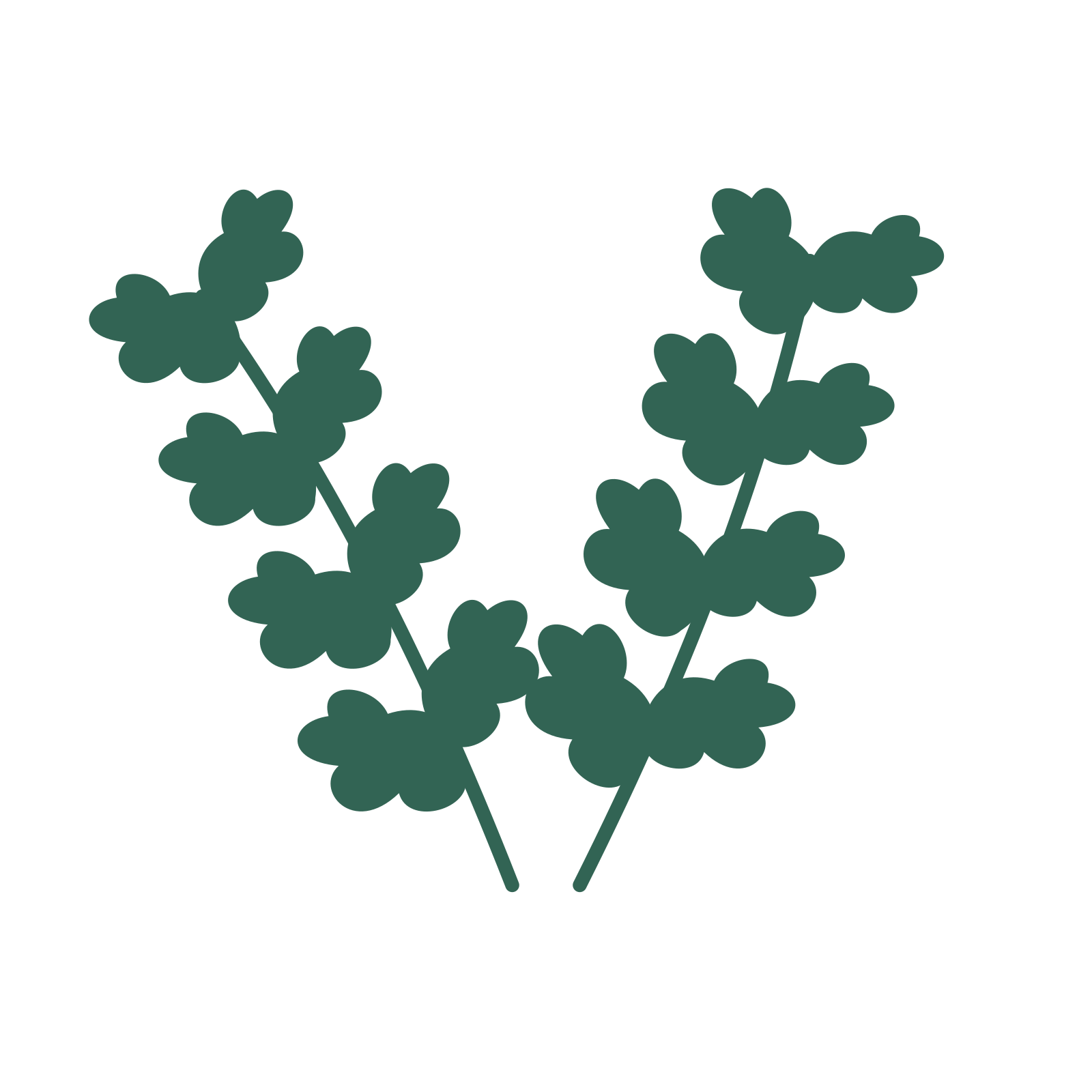 Oak foliage in an paired arrangement, with 4 pairs of leaves on each stem.