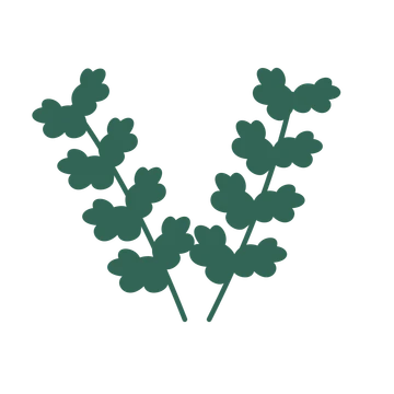Oak foliage in an paired arrangement, with 4 pairs of leaves on each stem.