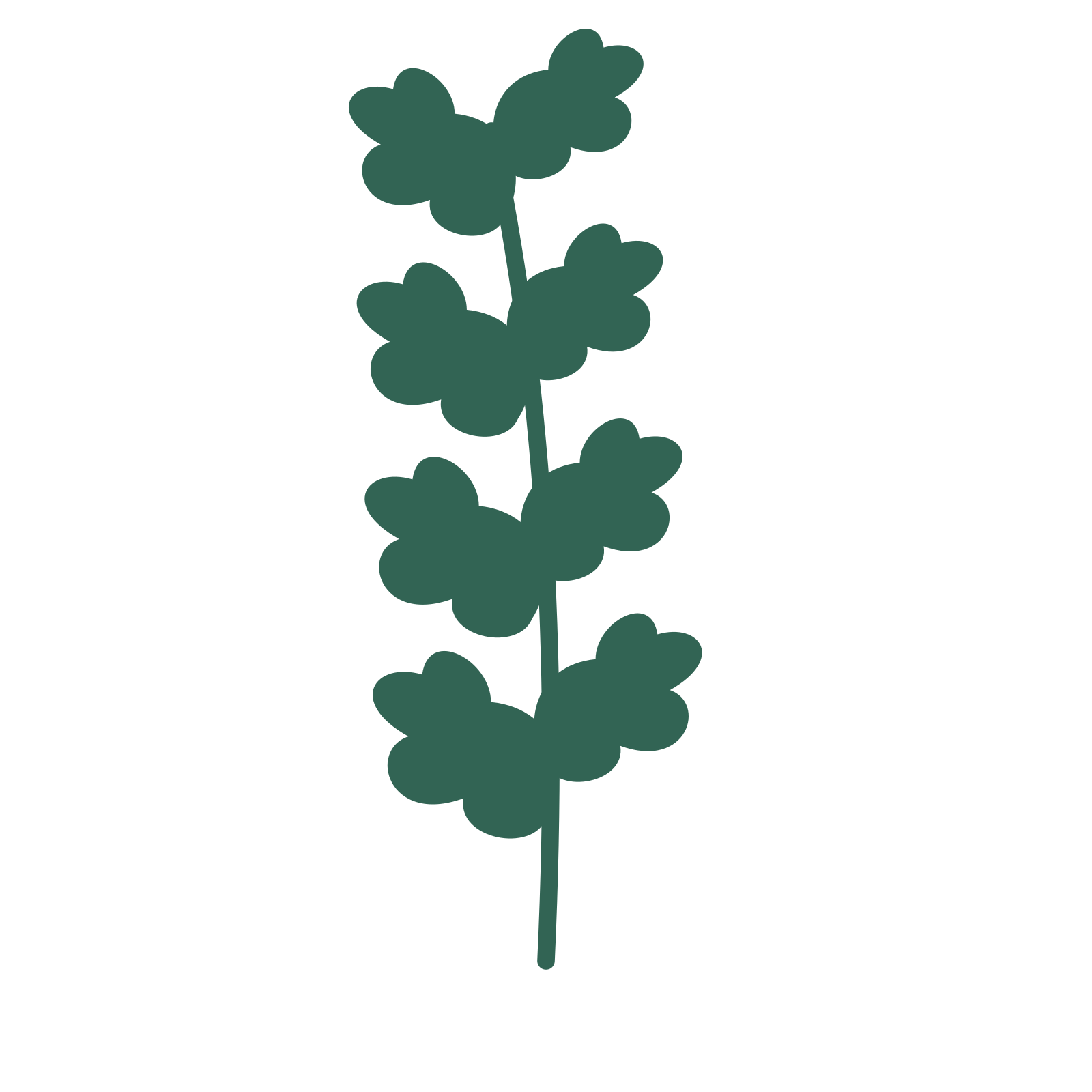 Oak foliage in an upright arrangement, with 4 pairs of leaves on each stem.