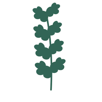 Oak foliage in an upright arrangement, with 4 pairs of leaves on each stem.