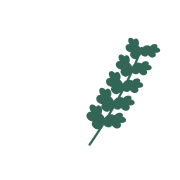 Oak foliage in an arching arrangement, with 5 pairs of leaves on each stem.