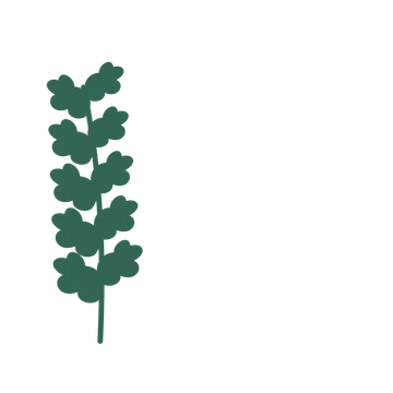 Oak foliage in an corner arrangement, with 5 pairs of leaves on each stem.