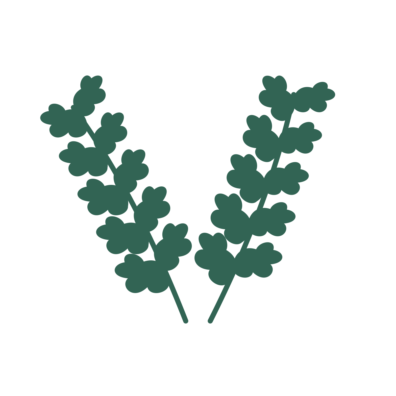 Oak foliage in an paired arrangement, with 5 pairs of leaves on each stem.