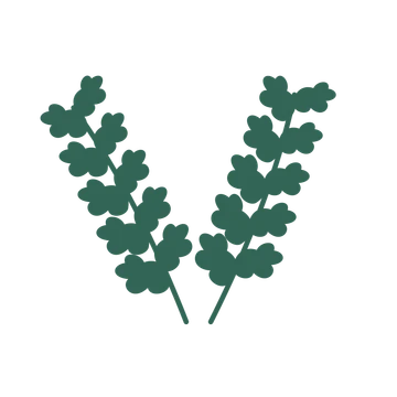 Oak foliage in an paired arrangement, with 5 pairs of leaves on each stem.