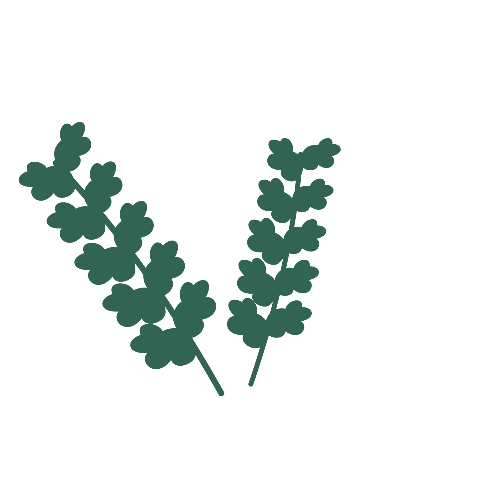 Oak foliage in an spray arrangement, with 5 pairs of leaves on each stem.