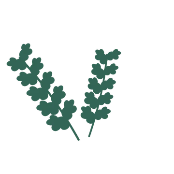 Oak foliage in an spray arrangement, with 5 pairs of leaves on each stem.
