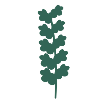 Oak foliage in an upright arrangement, with 5 pairs of leaves on each stem.