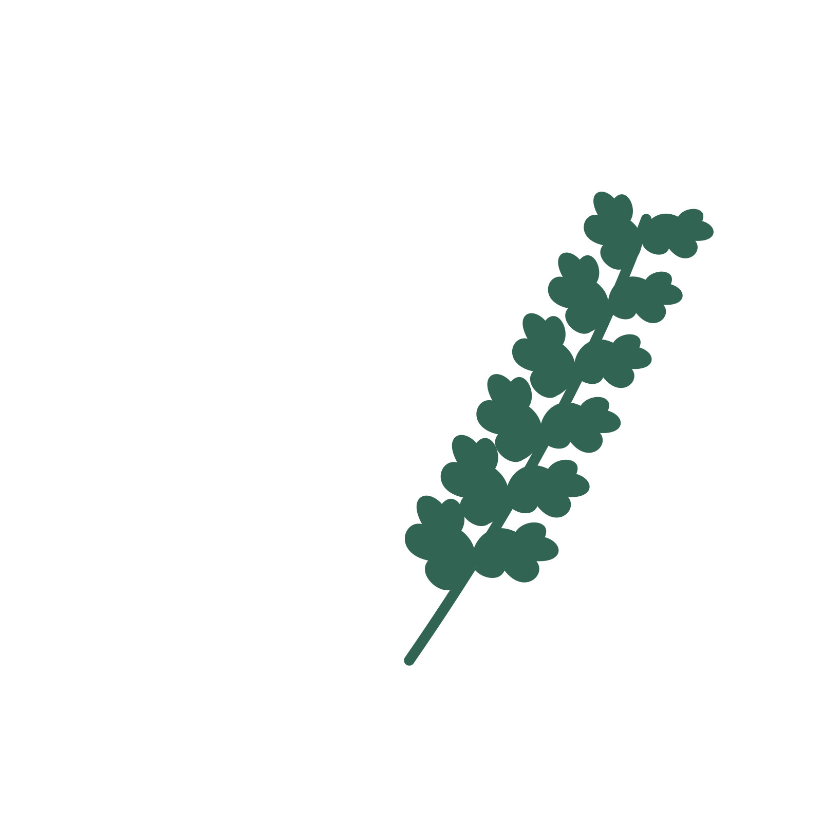 Oak foliage in an arching arrangement, with 6 pairs of leaves on each stem.