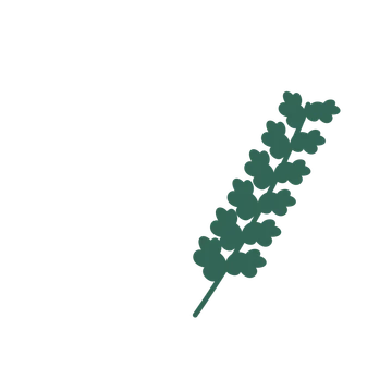 Oak foliage in an arching arrangement, with 6 pairs of leaves on each stem.