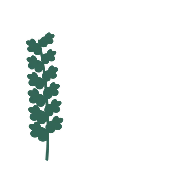 Oak foliage in an corner arrangement, with 6 pairs of leaves on each stem.