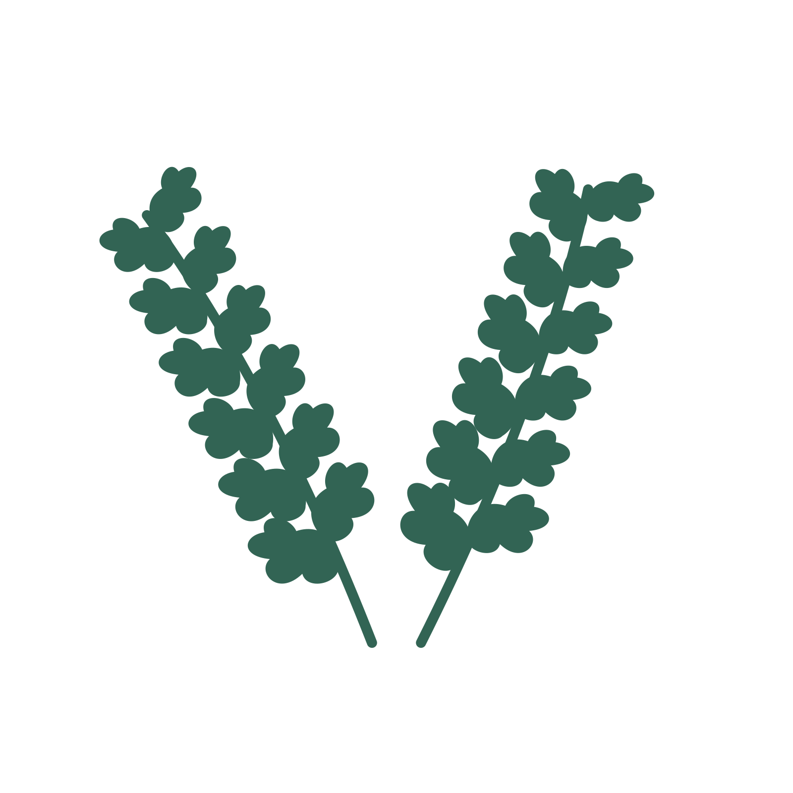 Oak foliage in an paired arrangement, with 6 pairs of leaves on each stem.