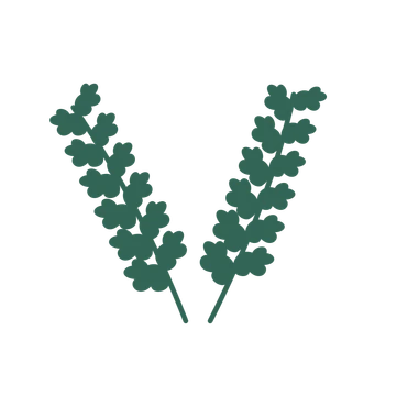 Oak foliage in an paired arrangement, with 6 pairs of leaves on each stem.