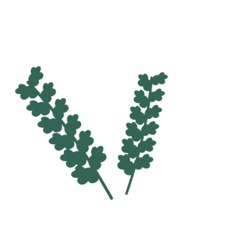 Oak foliage in an spray arrangement, with 6 pairs of leaves on each stem.