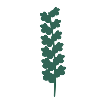 Oak foliage in an upright arrangement, with 6 pairs of leaves on each stem.