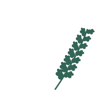 Oak foliage in an arching arrangement, with 7 pairs of leaves on each stem.