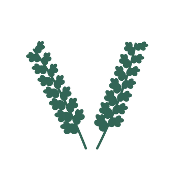Oak foliage in an paired arrangement, with 7 pairs of leaves on each stem.
