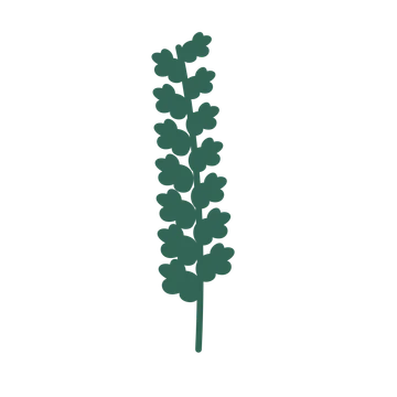 Oak foliage in an upright arrangement, with 7 pairs of leaves on each stem.