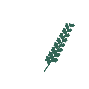 Oak foliage in an arching arrangement, with 8 pairs of leaves on each stem.