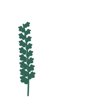 Oak foliage in an corner arrangement, with 8 pairs of leaves on each stem.