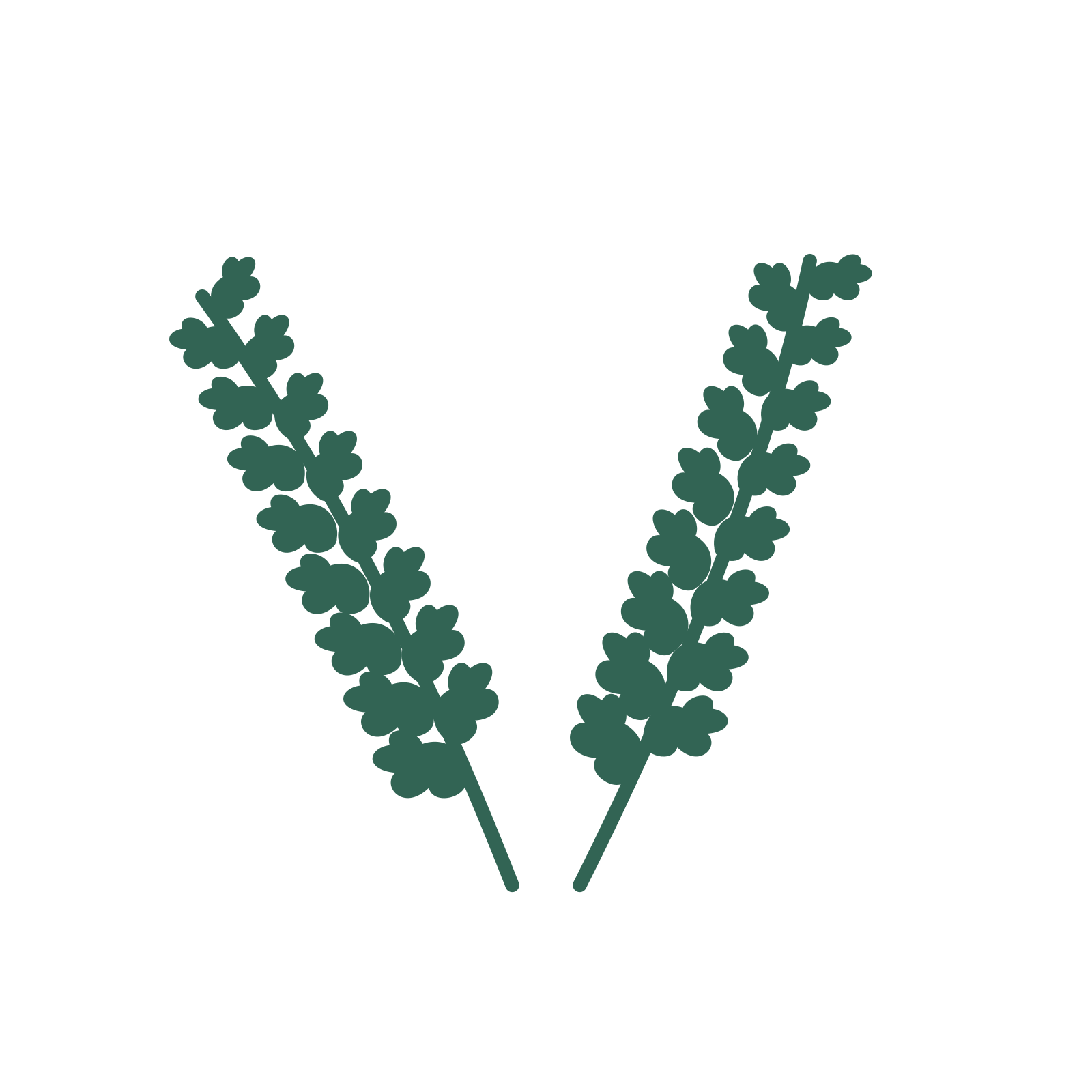 Oak foliage in an paired arrangement, with 8 pairs of leaves on each stem.
