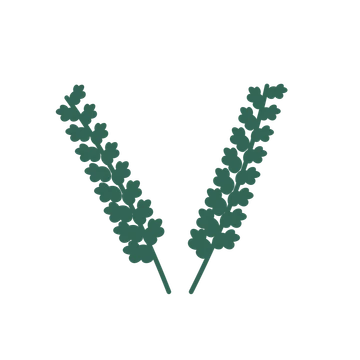 Oak foliage in an paired arrangement, with 8 pairs of leaves on each stem.