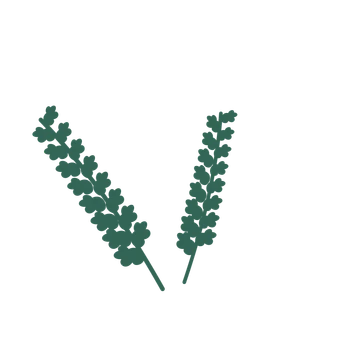 Oak foliage in an spray arrangement, with 8 pairs of leaves on each stem.
