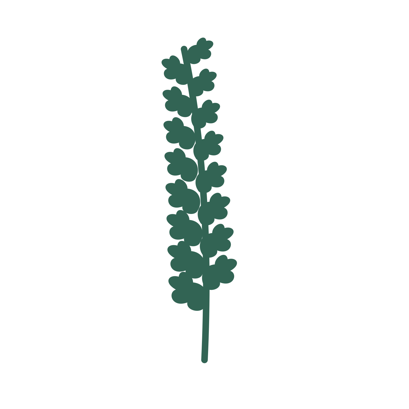 Oak foliage in an upright arrangement, with 8 pairs of leaves on each stem.