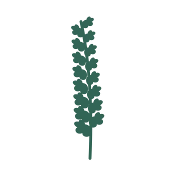 Oak foliage in an upright arrangement, with 8 pairs of leaves on each stem.