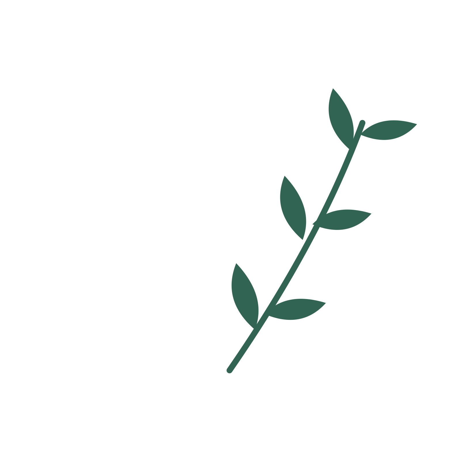 Olive foliage in an arching arrangement, with 3 pairs of leaves on each stem.