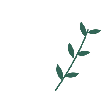 Olive foliage in an arching arrangement, with 3 pairs of leaves on each stem.