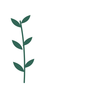 Olive foliage in an corner arrangement, with 3 pairs of leaves on each stem.