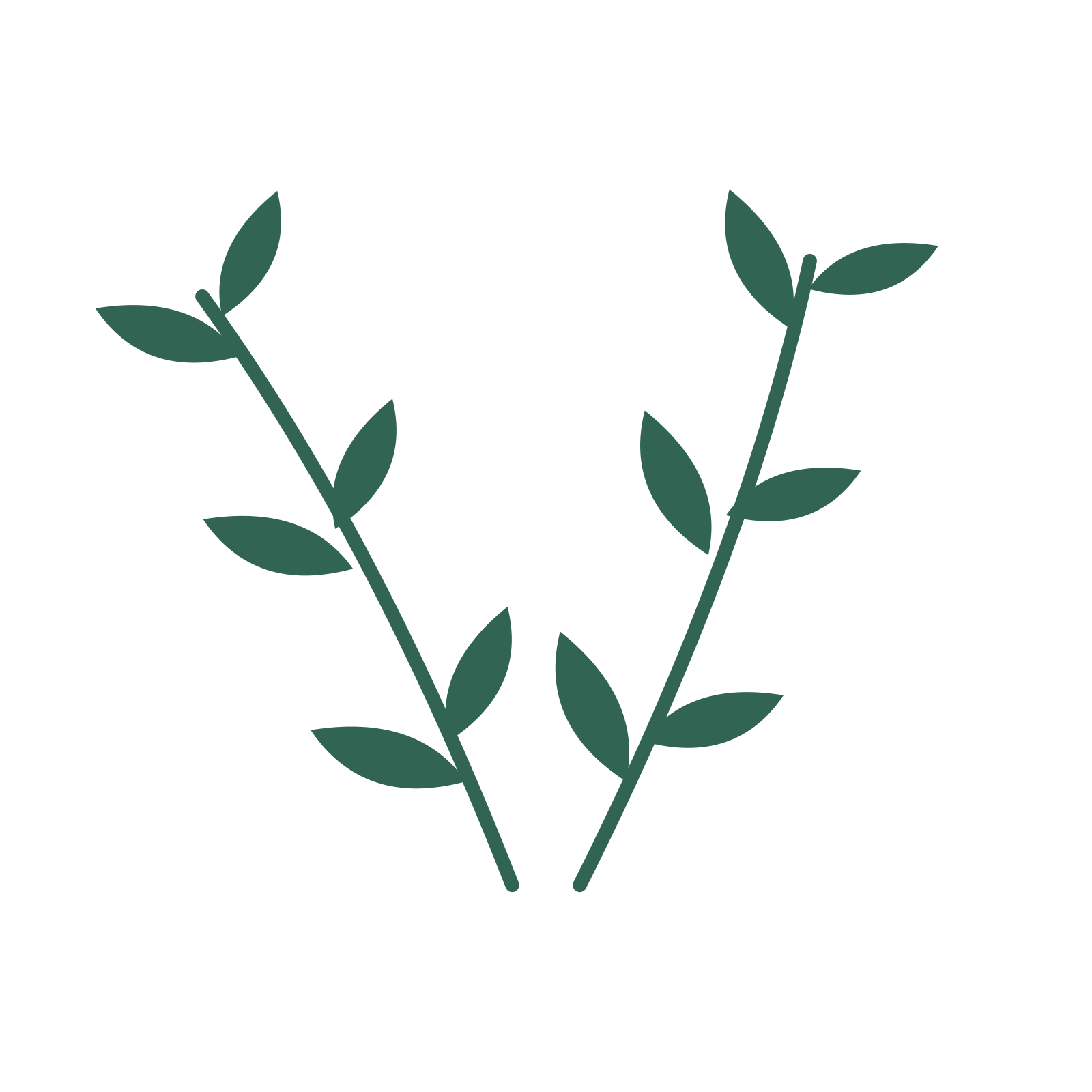 Olive foliage in an paired arrangement, with 3 pairs of leaves on each stem.