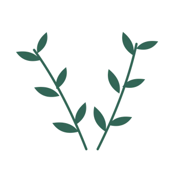 Olive foliage in an paired arrangement, with 3 pairs of leaves on each stem.