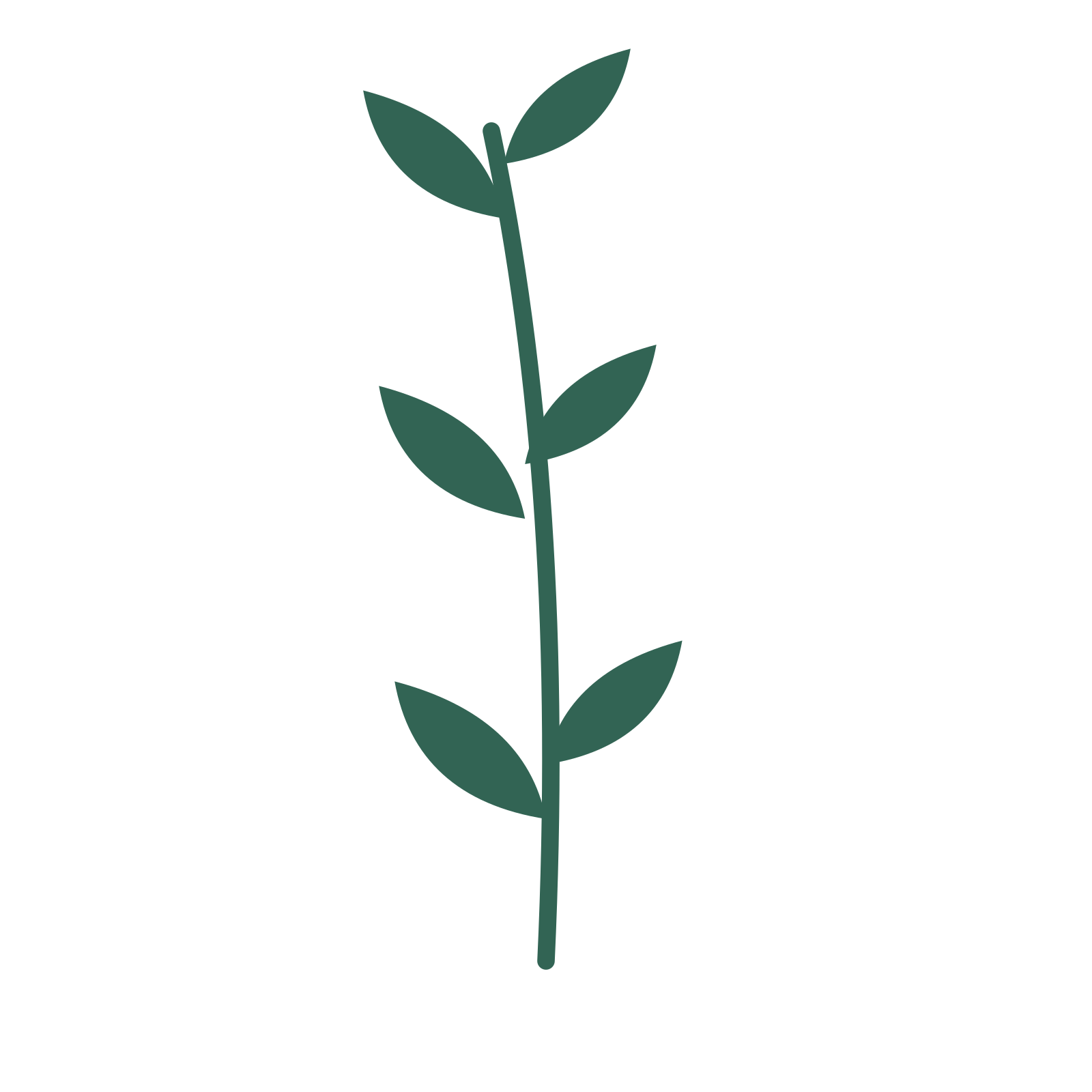 Olive foliage in an upright arrangement, with 3 pairs of leaves on each stem.