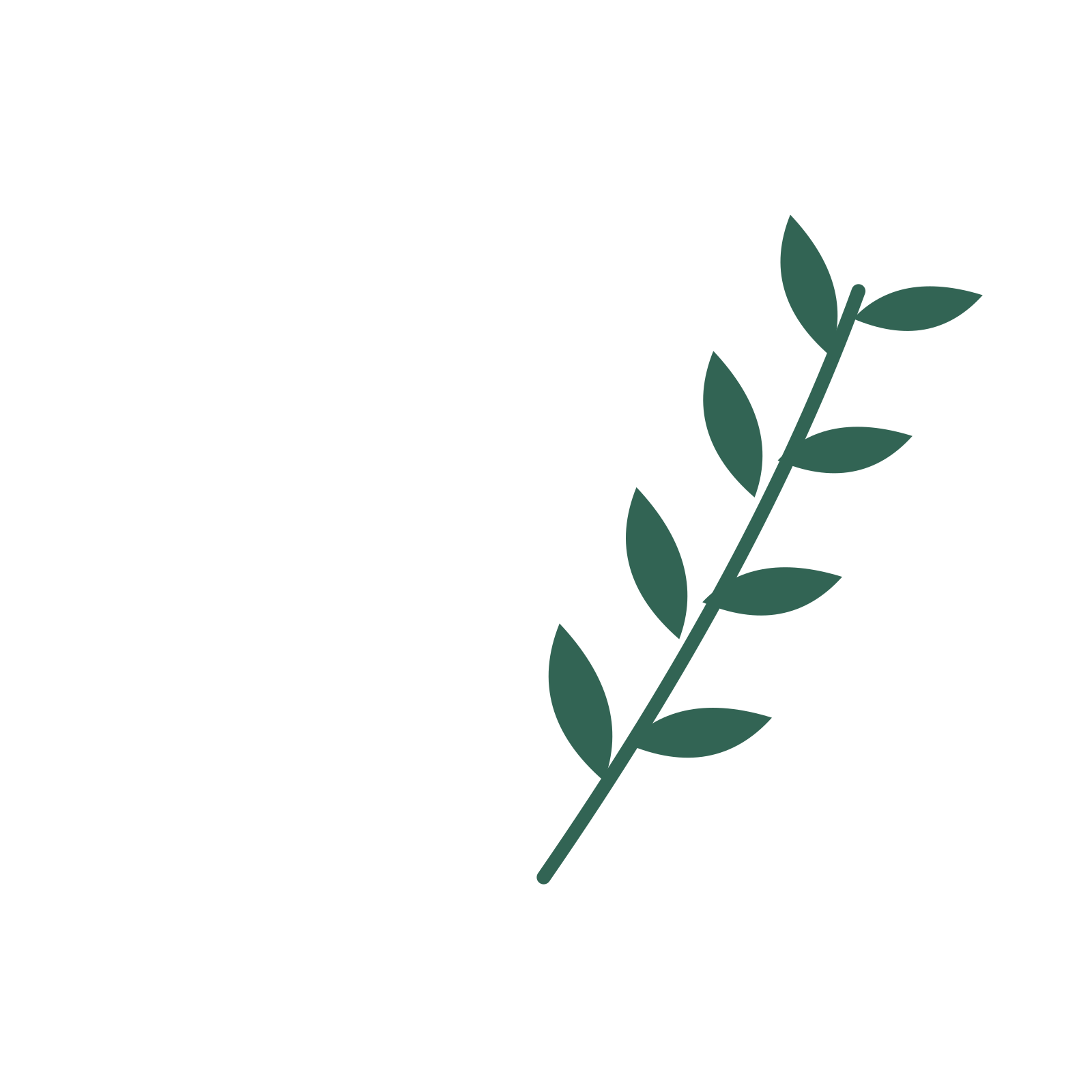 Olive foliage in an arching arrangement, with 4 pairs of leaves on each stem.