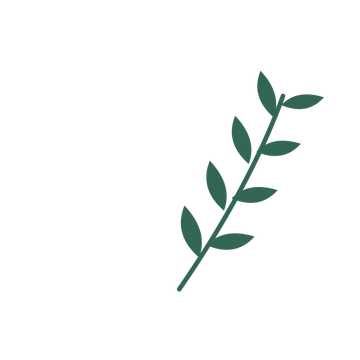 Olive foliage in an arching arrangement, with 4 pairs of leaves on each stem.