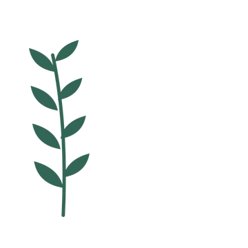 Olive foliage in an corner arrangement, with 4 pairs of leaves on each stem.
