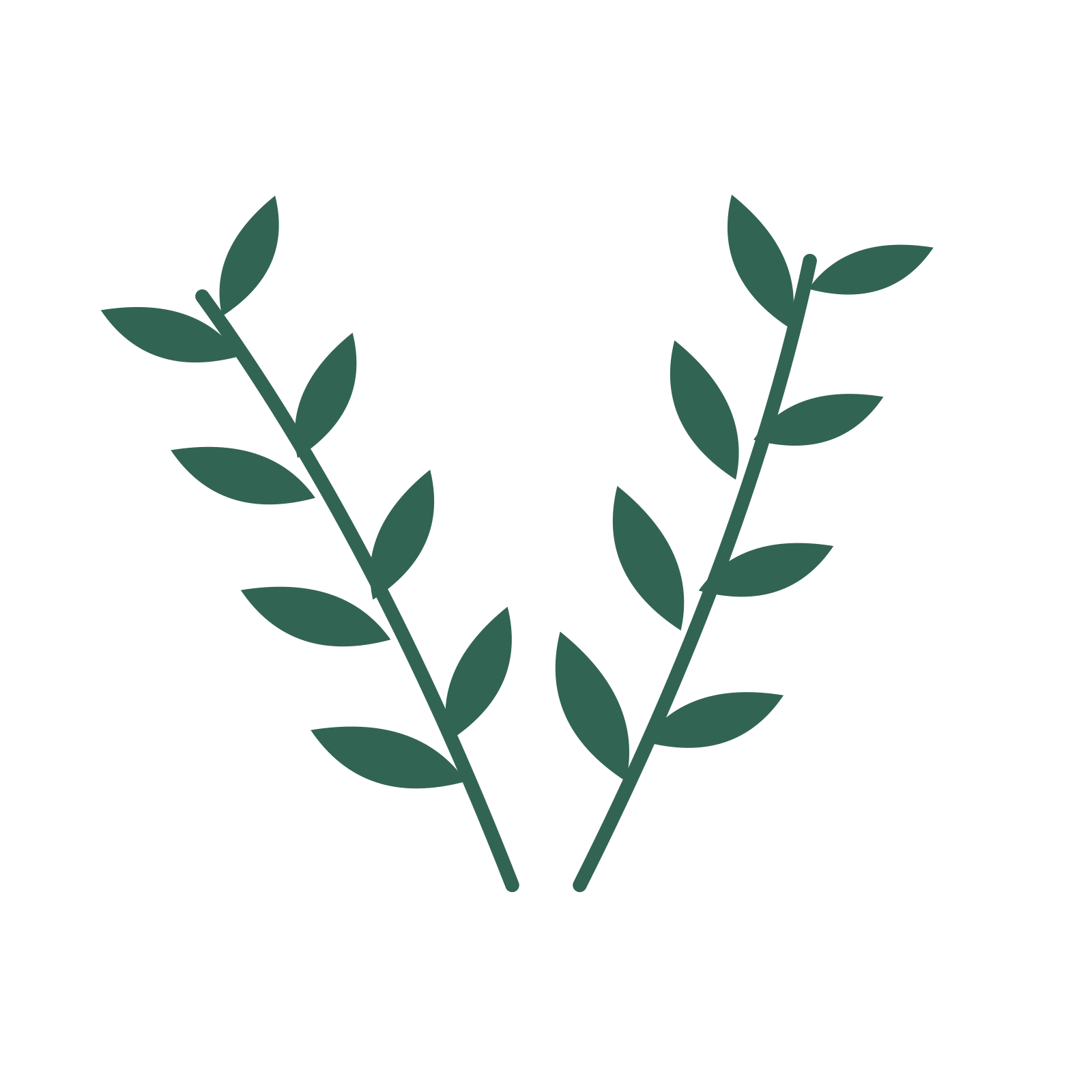 Olive foliage in an paired arrangement, with 4 pairs of leaves on each stem.