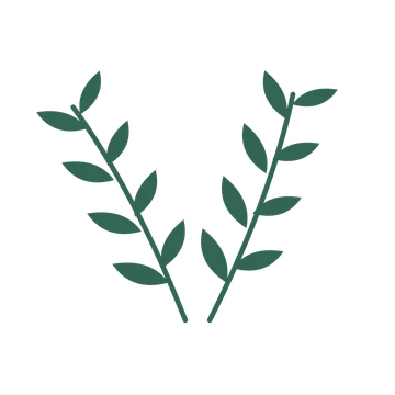 Olive foliage in an paired arrangement, with 4 pairs of leaves on each stem.