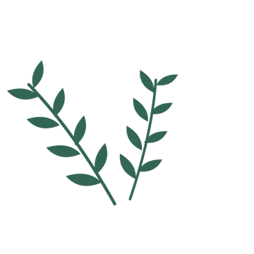 Olive foliage in an spray arrangement, with 4 pairs of leaves on each stem.