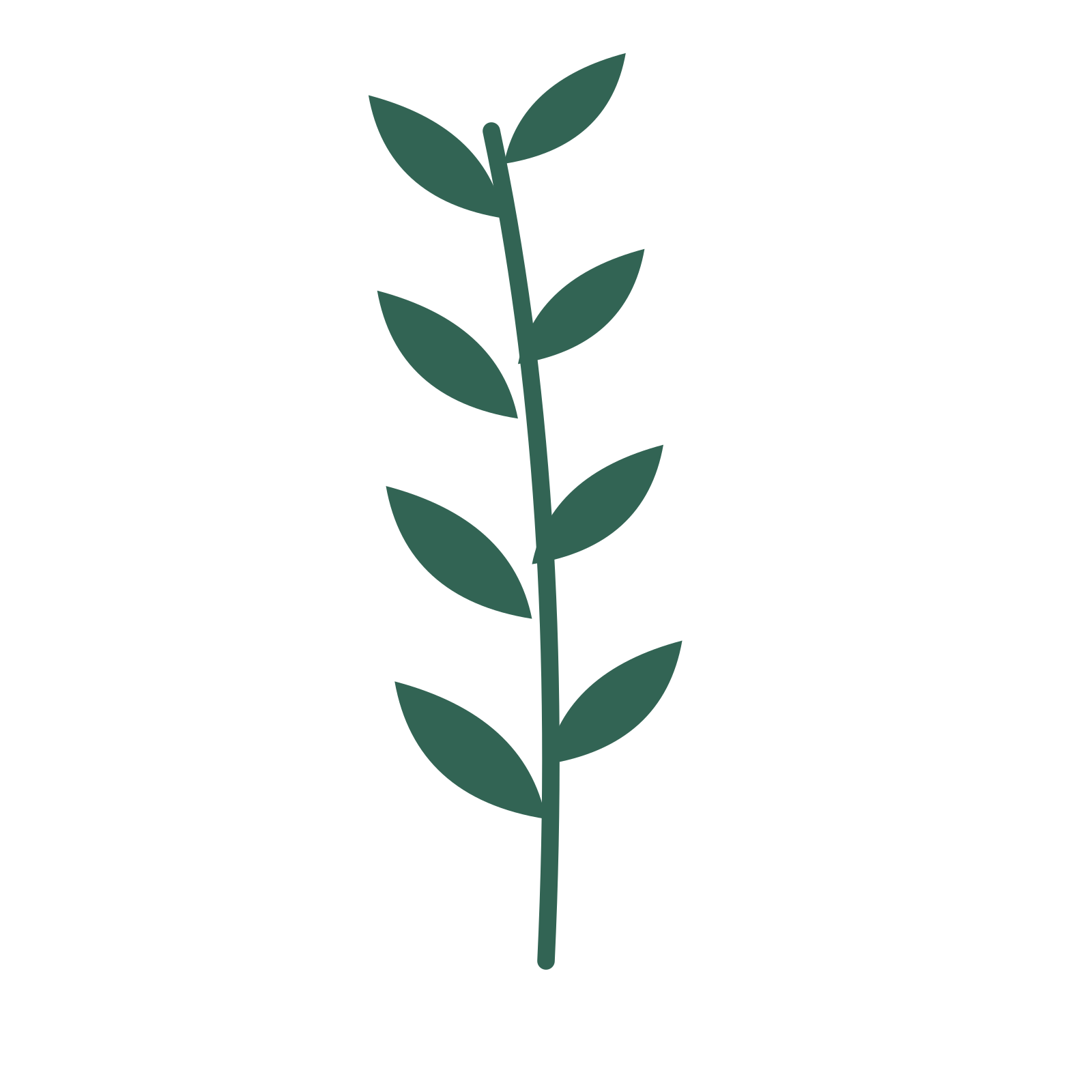 Olive foliage in an upright arrangement, with 4 pairs of leaves on each stem.
