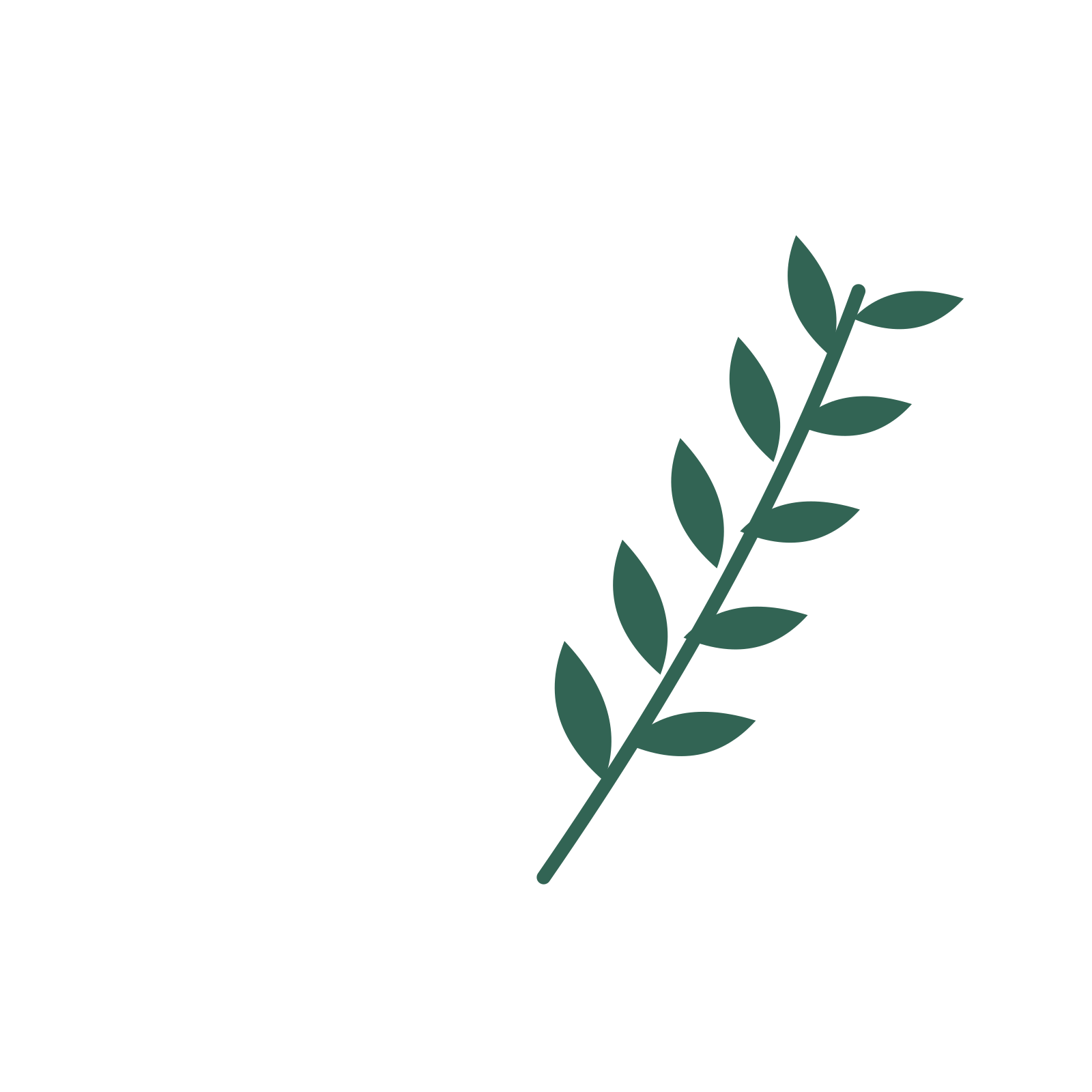 Olive foliage in an arching arrangement, with 5 pairs of leaves on each stem.
