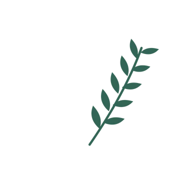 Olive foliage in an arching arrangement, with 5 pairs of leaves on each stem.