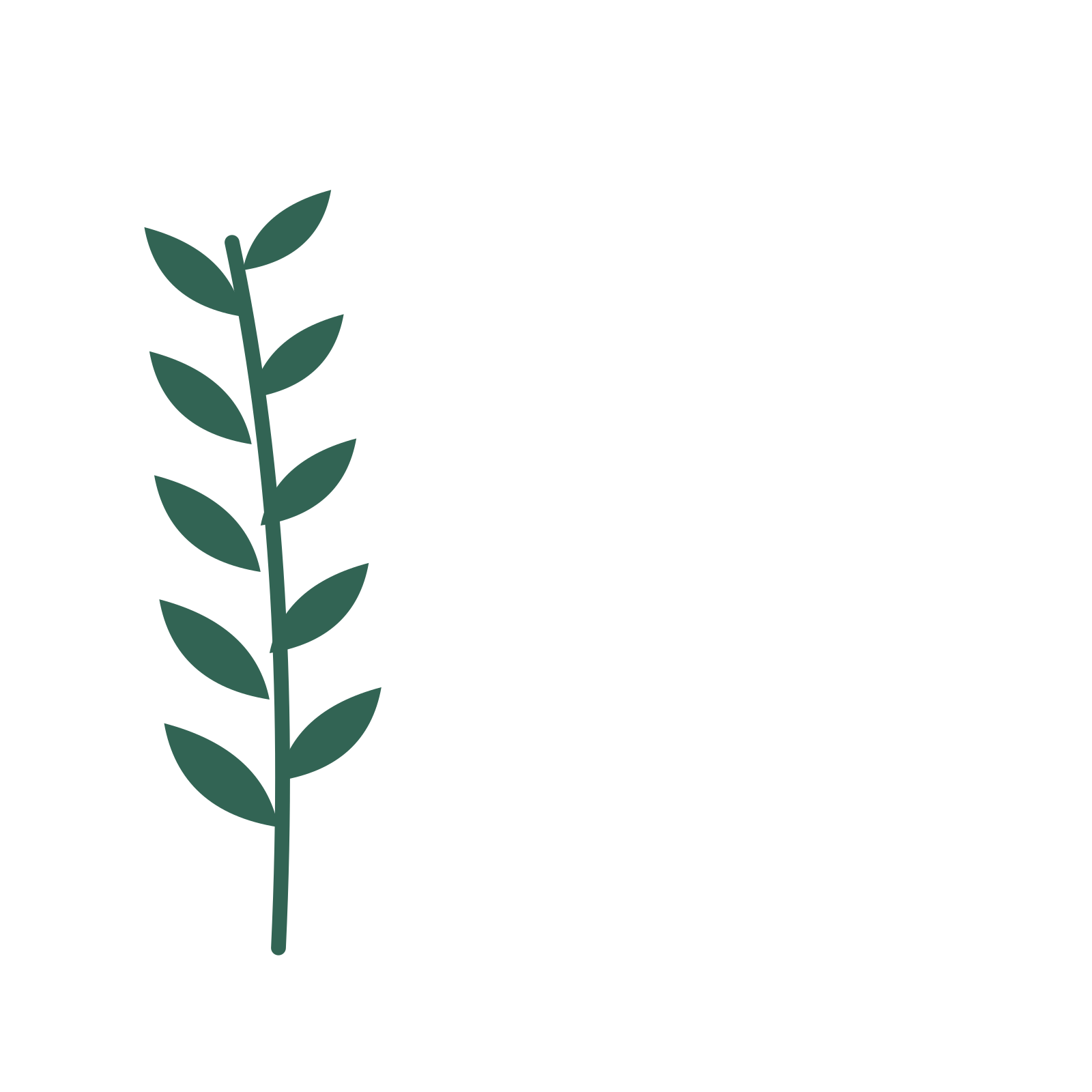 Olive foliage in an corner arrangement, with 5 pairs of leaves on each stem.