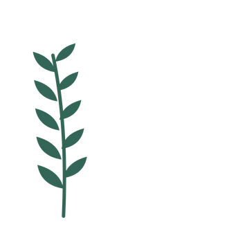 Olive foliage in an corner arrangement, with 5 pairs of leaves on each stem.