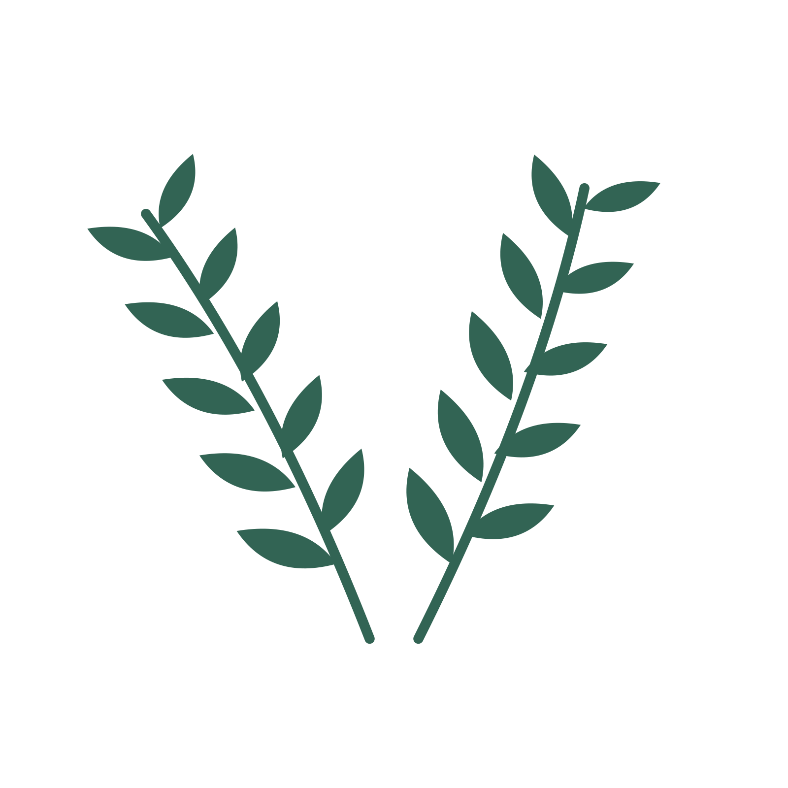 Olive foliage in an paired arrangement, with 5 pairs of leaves on each stem.