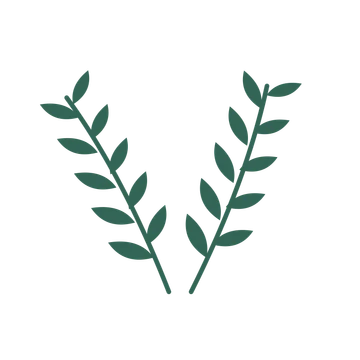 Olive foliage in an paired arrangement, with 5 pairs of leaves on each stem.