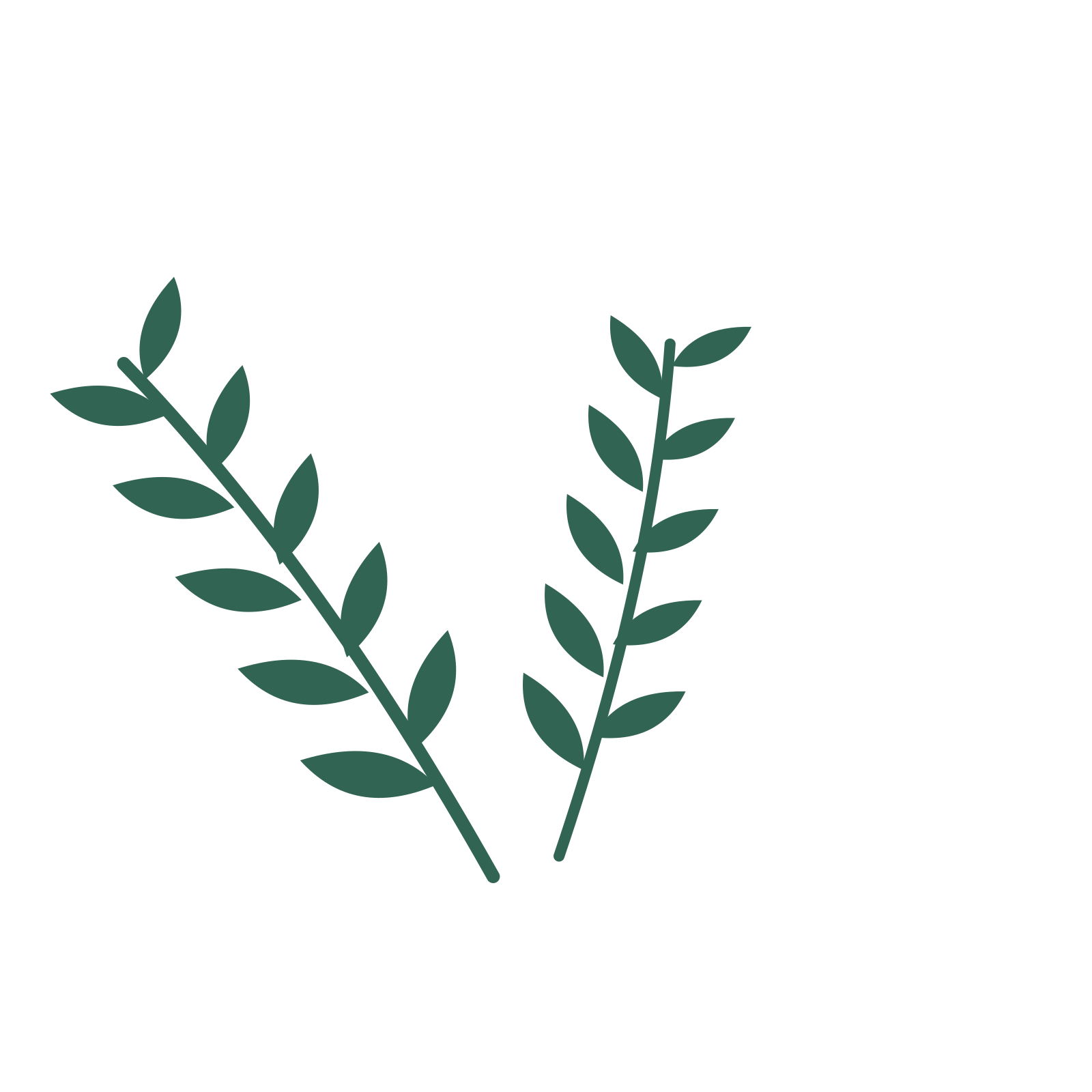 Olive foliage in an spray arrangement, with 5 pairs of leaves on each stem.