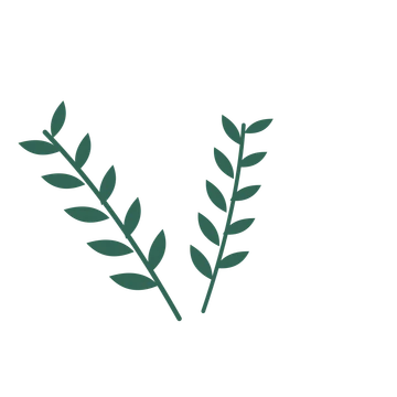 Olive foliage in an spray arrangement, with 5 pairs of leaves on each stem.