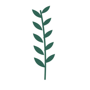 Olive foliage in an upright arrangement, with 5 pairs of leaves on each stem.